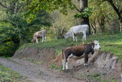 Dilidžan - Prodloužený víkend po Arménii (říjen 2024)
