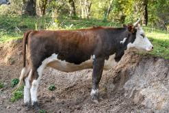 Dilidžan - Prodloužený víkend po Arménii (říjen 2024)