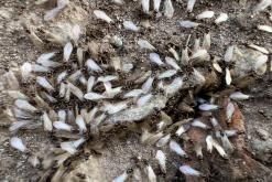 Dilidžan - Prodloužený víkend po Arménii (říjen 2024)