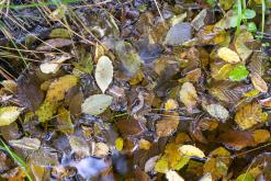 Dilidžan - Prodloužený víkend po Arménii (říjen 2024)