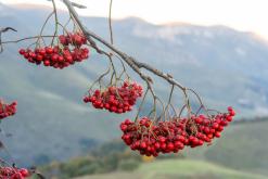 Dilidžan - Prodloužený víkend po Arménii (říjen 2024)