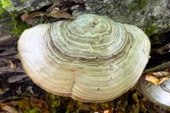 Dilidžan - Prodloužený víkend po Arménii (říjen 2024)