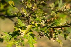 Dilidžan - Prodloužený víkend po Arménii (říjen 2024)