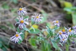 Dilidžan - Prodloužený víkend po Arménii (říjen 2024)