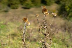Dilidžan - Prodloužený víkend po Arménii (říjen 2024)