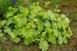 Húsavík - Týden po Islandu (červen 2025)