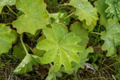 Húsavík - Týden po Islandu (červen 2025)