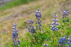 Húsavík - Týden po Islandu (červen 2025)