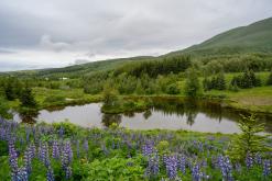 Húsavík - Týden po Islandu (červen 2025)