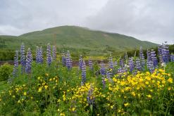 Húsavík - Týden po Islandu (červen 2025)