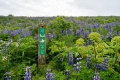 Húsavík - Týden po Islandu (červen 2025)
