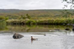 Húsavík - Týden po Islandu (červen 2025)