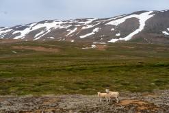 Húsavík - Týden po Islandu (červen 2025)
