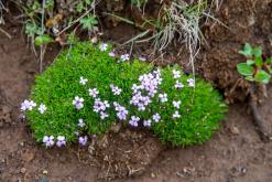 Húsavík - Týden po Islandu (červen 2025)