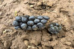 Húsavík - Týden po Islandu (červen 2025)