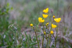 Húsavík - Týden po Islandu (červen 2025)