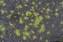 Mývatn - Týden po Islandu (červen 2025)