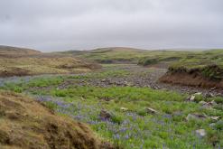Mývatn - Týden po Islandu (červen 2025)