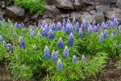 Mývatn - Týden po Islandu (červen 2025)