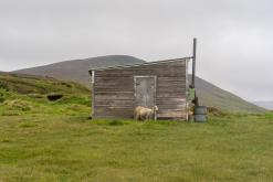 Mývatn - Týden po Islandu (červen 2025)