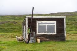 Mývatn - Týden po Islandu (červen 2025)