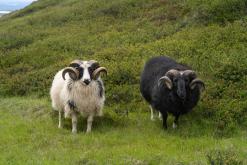 Mývatn - Týden po Islandu (červen 2025)