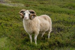 Mývatn - Týden po Islandu (červen 2025)