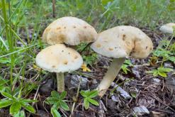 Vaglaskógur - Týden po Islandu (červen 2025)