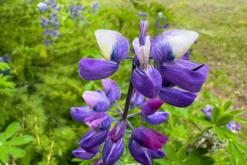 Vaglaskógur - Týden po Islandu (červen 2025)