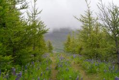 Vaglaskógur - Týden po Islandu (červen 2025)