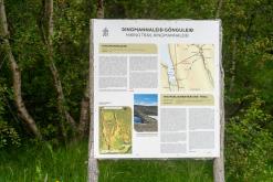 Vaglaskógur - Týden po Islandu (červen 2025)