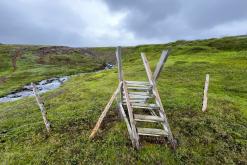 Vaglaskógur - Týden po Islandu (červen 2025)