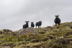 Vaglaskógur - Týden po Islandu (červen 2025)