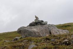 Vaglaskógur - Týden po Islandu (červen 2025)