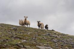 Vaglaskógur - Týden po Islandu (červen 2025)