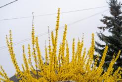 Thonon-les-Bains, Ženevské jezero - Víkend v Alpách (březen 2025)