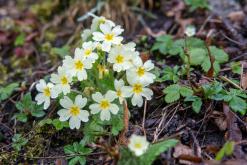 Thonon-les-Bains, Ženevské jezero - Víkend v Alpách (březen 2025)