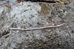 Thonon-les-Bains, Ženevské jezero - Víkend v Alpách (březen 2025)