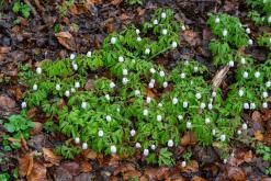 Thonon-les-Bains, Ženevské jezero - Víkend v Alpách (březen 2025)