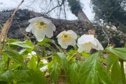 Thonon-les-Bains, Ženevské jezero - Víkend v Alpách (březen 2025)