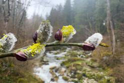 Thonon-les-Bains, Ženevské jezero - Víkend v Alpách (březen 2025)