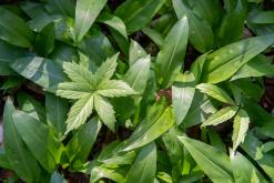 Saint-Gingolph, Ženevské jezero - Víkend v Alpách (březen 2025)