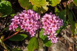 Saint-Gingolph, Ženevské jezero - Víkend v Alpách (březen 2025)