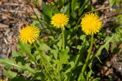 Saint-Gingolph, Ženevské jezero - Víkend v Alpách (březen 2025)
