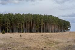 Kurská kosa - Prodloužený víkend po Litvě (duben 2025)