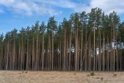Kurská kosa - Prodloužený víkend po Litvě (duben 2025)