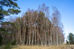 Kurská kosa - Prodloužený víkend po Litvě (duben 2025)