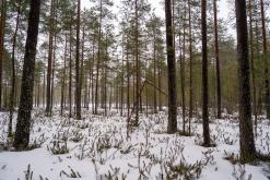 Helvetinjärvi - Prodloužený víkend po Finsku (únor 2025)