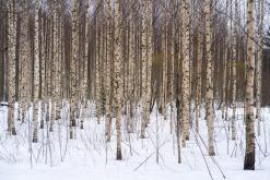 Helvetinjärvi - Prodloužený víkend po Finsku (únor 2025)