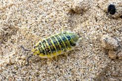 Playa de Cofete - Týden na Kanárech (listopad 2024)